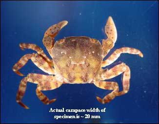 Asian Shore Crab (Hemigrapsus sanguineus)