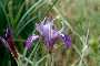 View a larger version of this image and Profile page for Iris douglasiana Herbert