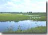 thumbnail of a canal with a tree in the foreground