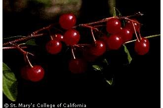 Photo of Prunus emarginata (Douglas ex Hook.) D. Dietr.