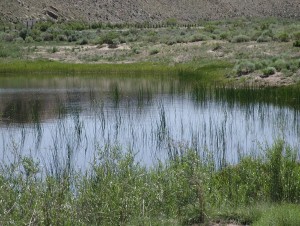 Even though this vernal pool in Seminoe State Park, Wyoming will not be wet all year long, it forms critical habitat for many species of wildlife.
