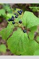 View a larger version of this image and Profile page for Viburnum acerifolium L.