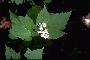 View a larger version of this image and Profile page for Viburnum acerifolium L.