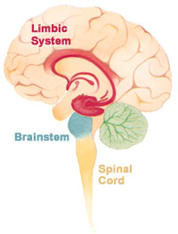 a diagram of the brain anatomy, highlighting the location of the brainstem. The brainstem is located between the brain and the spinal cord.
