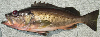 Silvergray rockfish