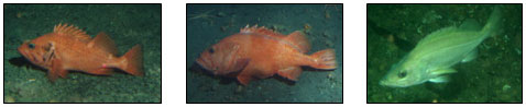 Rougheye rockfish, Shortraker rockfish, and Silvergray rockfish