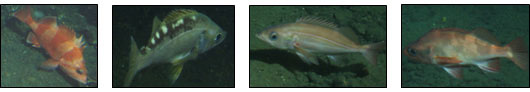 Redbanded rockfish, Yellowtail rockfish, Redstripe rockfish, and Sharpchin rockfish