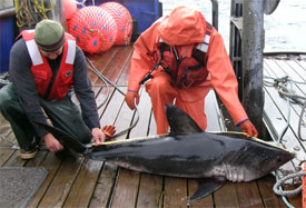Salmon shark caught on a research cruise in southeast Alaska