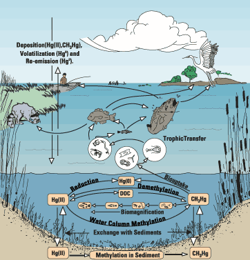 graphic showing the theoretical mercury cycle within the Everglades