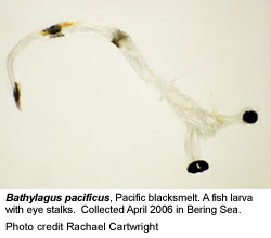 bathylagus pacificus larvae image