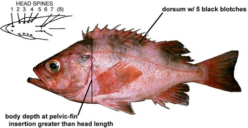 darkblotched rockfish