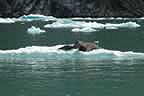 harbor seals and glacial ice