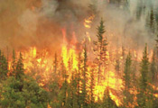 Wildfire Smoke Forecasting link - photo of forest fire and smoke
