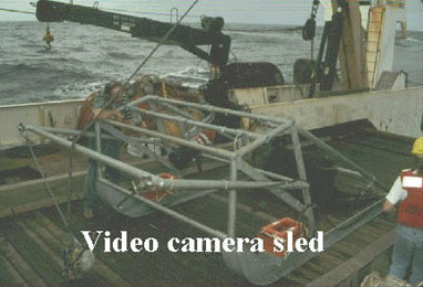 GIF animation showing camera sled, Canadian perspective grid, image analysis, and line transect theory.