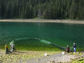 beach combing eelgrass