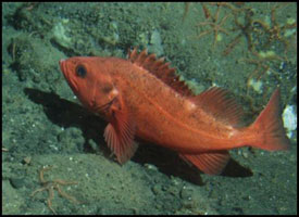 Adult blackspotted as seen from Delta submersible