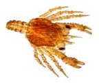 [red king crab larvae; thgrglauco2.jpg=7KB]