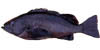 rockfish image