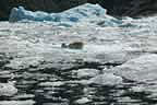 harbor seals and glacial ice