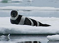 ribbon seal