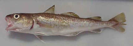 image of pacific cod