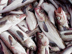 photo of walleye pollock