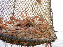 A hanging brailer of Tanner crabs