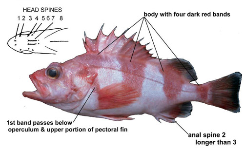 redbanded rockfish