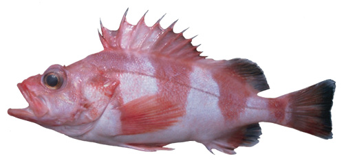 redbanded rockfish