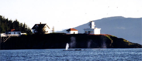 Whales in front of Point Retreat light house (Photo by Suzie Teerlink)