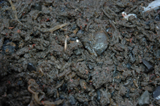Unsorted sediment. Click to enlarge image in a new window.
