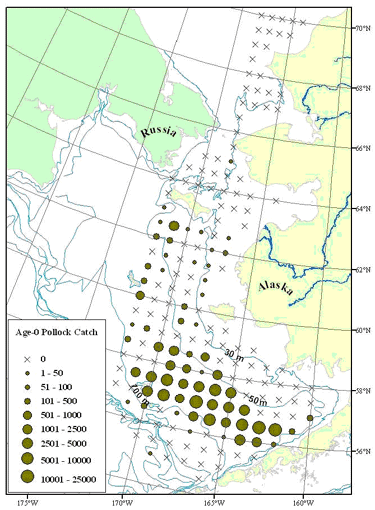 Age-0 pollock distribution during the 2007