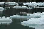 harbor seals and glacial ice