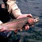 Trout on the North Platte River, Wyoming.