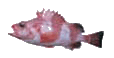 rockfish image