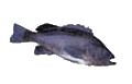 rockfish image