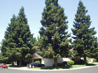 Shade trees positioned near houses in Sacramento, Calif., such as those in this photo, can significantly affect electricity use. Tree cover on the west and south sides of Sacramento homes reduced average summertime electricity demand by more than 5 percent, according to a study by NIST and the USDA.