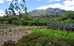 The ethnobotanical garden near Cotacachi will educate local schoolchildren and tourists about native crop diversity: Click here for photo caption.