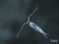 copepod predator