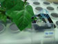 tiny sensors clipped to plant leaves