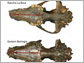 Pleistocene wolf skulls
