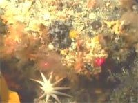 picture of sea floor from video