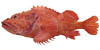 rockfish image