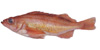 rockfish image