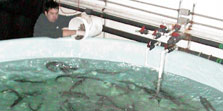Staff feeding 2 year old sablefish in rearing tank.