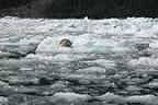 harbor seals and glacial ice