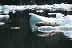 harbor seals and glacial ice