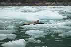 harbor seals and glacial ice