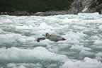 harbor seals and glacial ice