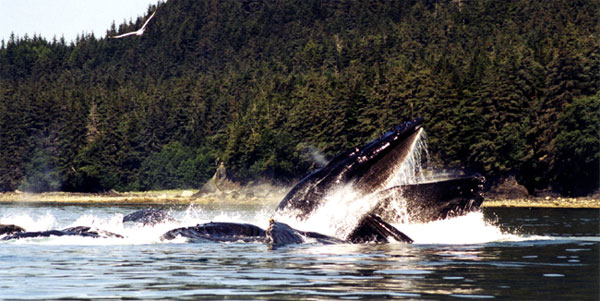 Humpback whales bubble net feeding in Alaska(Photo by Suzie Teerlink)